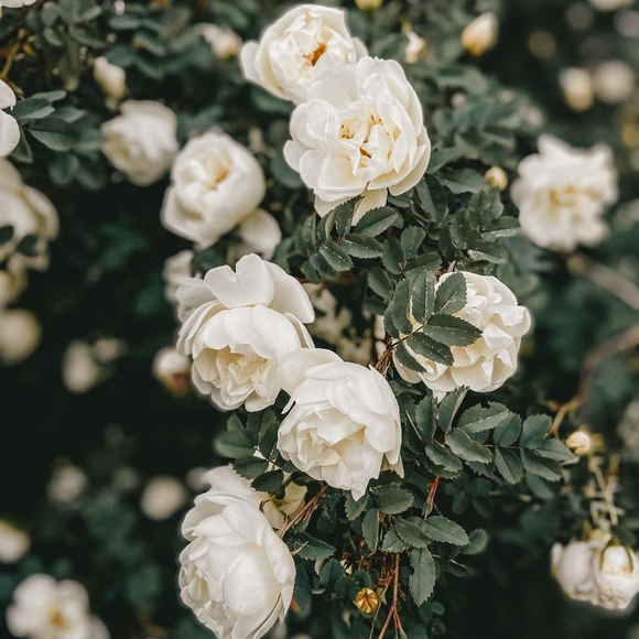 Meet your Posher, Bittersweetsouls - Picture 10 of 14